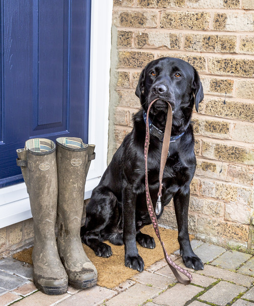 Time for "Walkies" Canvas print by Ros Crosland