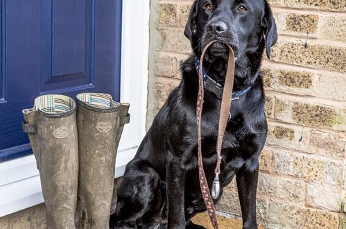 Time for "Walkies" Canvas print by Ros Crosland