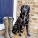 Time for "Walkies" Canvas print by Ros Crosland